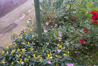 Buzau Glodeanu Sili?tea sat COTORCA, casa batraneasca caramida 3465m - 11