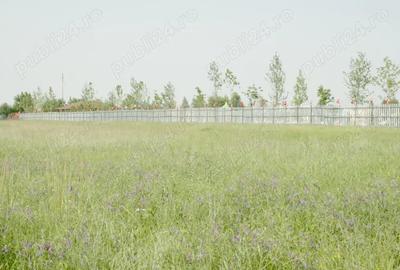 Teren de 8000 mp, în Otopeni - 3