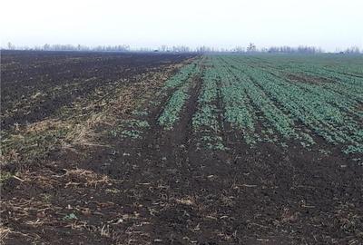 Teren de 5000 mp, în Cotorca - 4