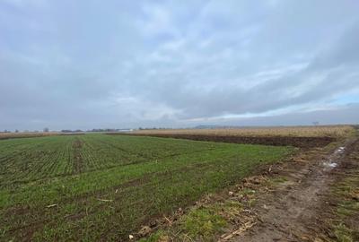 Teren agricol extravilan de 1300 mp, în Marginea - 3
