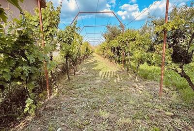 Casă cu 4 camere cu Teren 3405 Mp în Sânmartin - 20