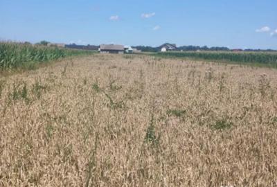 Teren de 10000 mp, în Măneuți - 2