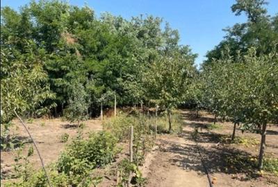 Casă cu 3 camere cu Teren 2498 Mp în Amărăști - 2