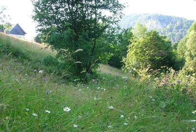 REZERVAT - TEREN BRAN - OPORTUNITATE INVESTITIE REZERVAT - TEREN BRAN - OPORTUNITATE INVESTITIE - 1