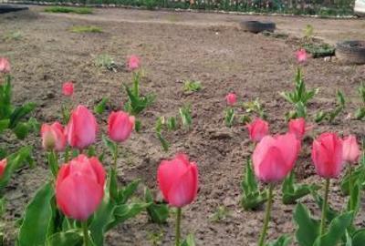 Casă cu 4 camere în Grivița - 6