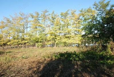 Teren de 4000 mp, în Ileana - 9