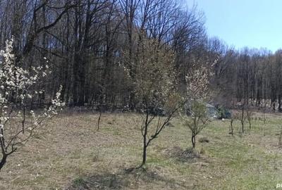 Teren de 4466 mp, în Hârsa - 1