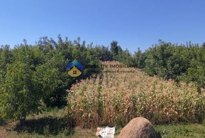 Teren Construcții intravilan de 1935 mp, în 1 Mai - 3