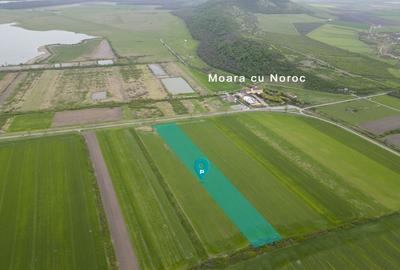 Teren agricol extravilan de 22500 mp, în Sud-Vest - 1