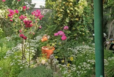 Casă cu 3 camere în Central - 5