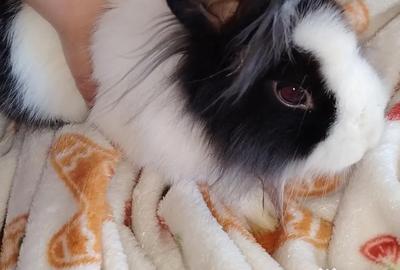 Teren de 30 mp, în Central - 1