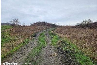 Teren de 24200 mp, în Muntenii de Jos - 8