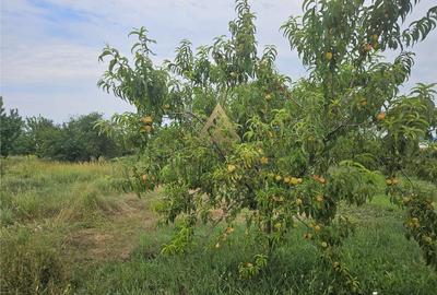 Teren de 10000 mp, în Periferie - 11
