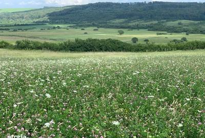 Teren de 580 mp, în Brestovăț - 2