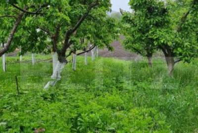 Oportunitate! Casa Bod pe un singur nivel, teren 980 mp pivn - 21