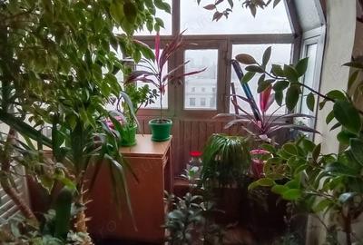 Garsonieră semidecomandată în Popești-Leordeni - 2