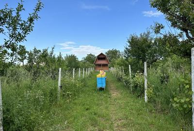 CABANA DE VANZARE, ARDUD-VII - 7