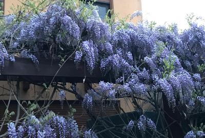 Izbiceni-Coralilor-Damaroaia,eleganta si robusta,cu garaj,curte intima,vegetatie - 47