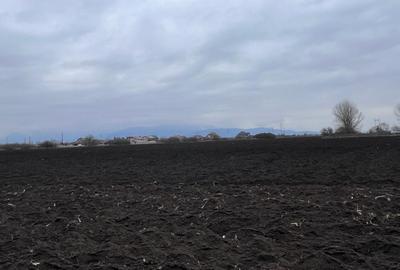 Teren agricol extravilan de 50000 mp, în Hălchiu - 5