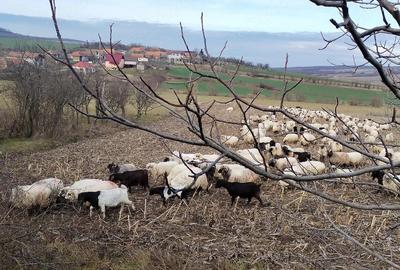 Casă cu Teren 3000 Mp în Hidiș - 1
