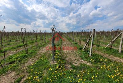 Casă în Băicoi - 14