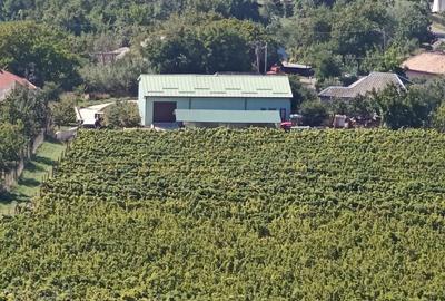 Teren agricol extravilan de 35000 mp, în Cotnari - 1