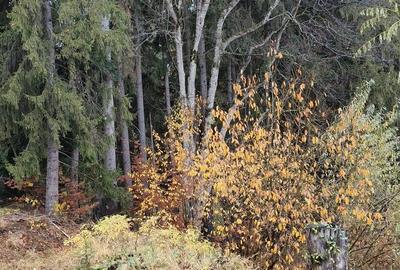 Teren de 1000 mp, în Clăbucet - 1