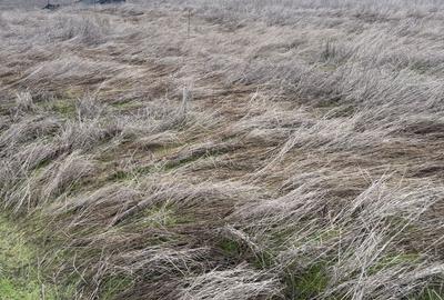 Spațiu comercial, în Șimian - 3