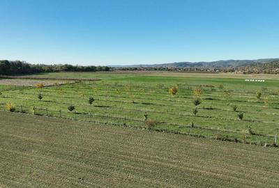 Teren intravilan de 13965 mp, în Aușeu - 12