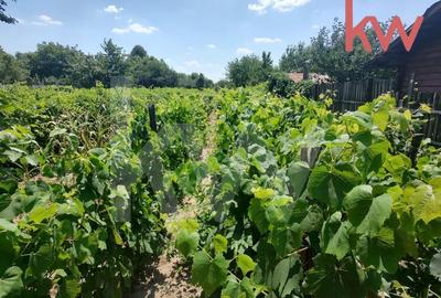 Vatra de casa si plantatie de vita de vie - 3