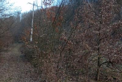 Teren Construcții extravilan de 6900 mp, în Ribița - 3