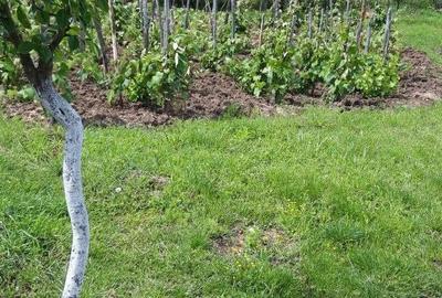 Casă cu 2 camere în Târsa - 2