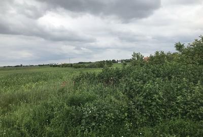 Teren de 50000 mp, în Peciu Nou - 3