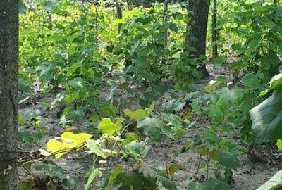 Casă cu 4 camere cu Teren 2500 Mp în Drăgășani - 6