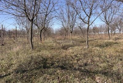 Spațiu comercial, în Păușa - 7