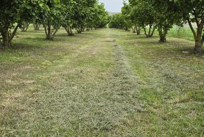 Teren de 10000 mp, în Dorobanți - 13