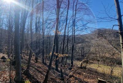 Teren de 4985 mp, în Sascut - 1