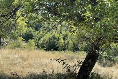 Teren extravilan de 45809 mp, în Mădrigești - 22