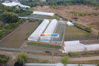 Solare Flori si Legume - Bujori - 6