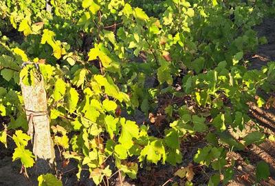 Galati Beresti - De vanzare 1 hectar plantatie de vita de vie si casa cu utilitati - 15