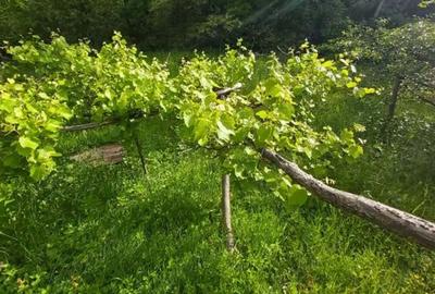 Casă cu 2 camere în Berislăvești - 2