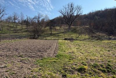 Casă cu 5 camere cu Teren 3252 Mp în Aghireșu - 5