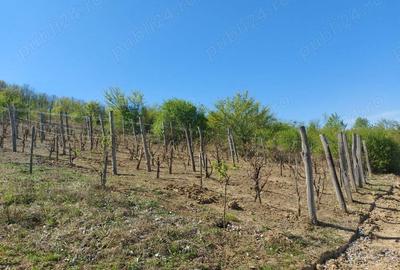 Teren de 76393 mp, în Vladimir - 3