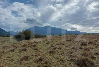 Teren de 10000 mp, în Vest - 1