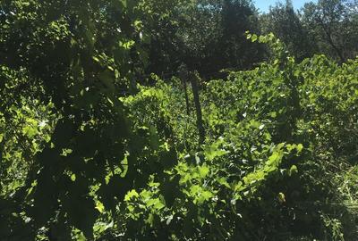 Spațiu comercial, în Pitulați - 5