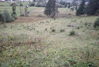 Teren de 6999 mp, în Panaci - 6