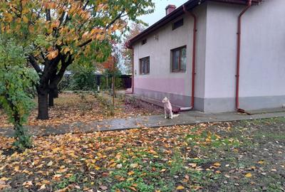 Casă cu 7 camere cu Teren 1500 Mp în Islaz - 19