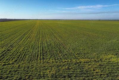 Vanzare teren. Oportunitate investitie, Jud.Giurgiu, Valter Maracineanu - 3