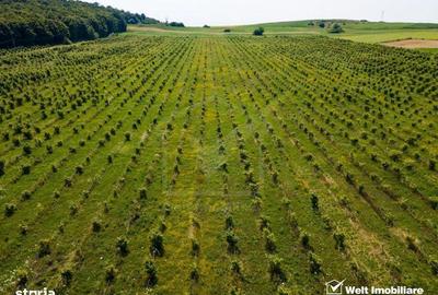 Spațiu comercial, în Berchieșu - 9
