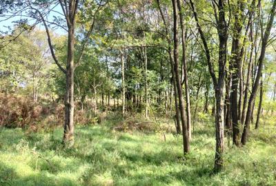 Spațiu comercial, în Runcu - 5